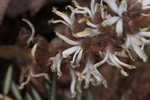 Allegheny spurge